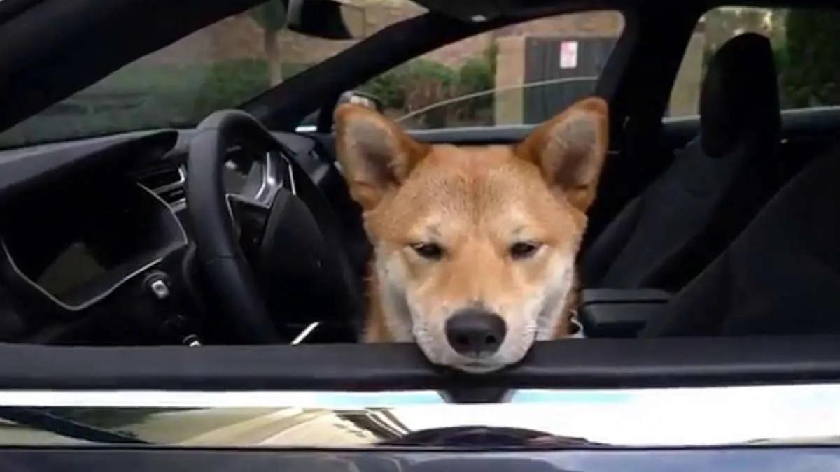 Акции Tesla и котировки Shiba Inu показали одинаковый результат в 2022 году